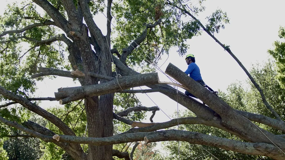 Professional Crown Thinning performed by certified arborists in Garrett