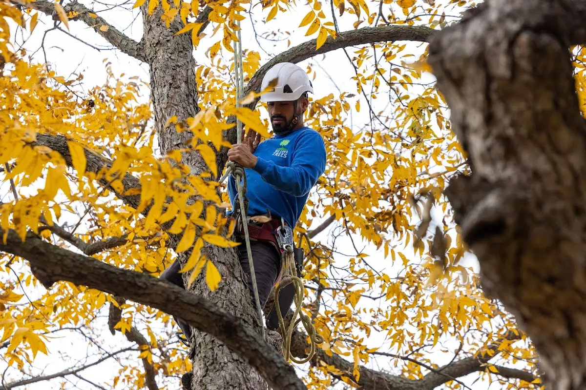 Skilled Tree Trimming crew working in Garrett